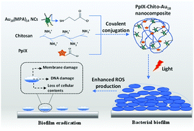 Graphical abstract: Gold nanocluster based nanocomposites for combinatorial antibacterial therapy for eradicating biofilm forming pathogens