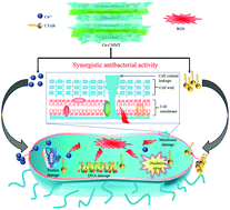 Graphical abstract: Cu ions and cetyltrimethylammonium bromide loaded into montmorillonite: a synergistic antibacterial system for bone scaffolds