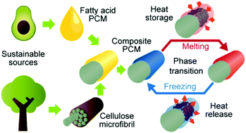Graphical abstract: Facile synthesis of shape-stable phase-change composites via the adsorption of stearic acid onto cellulose microfibers