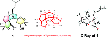 Graphical abstract: Norwilsonnol A, an immunosuppressive polycyclic polyprenylated acylphloroglucinol with a spiro[5-oxatricyclo[6.4.0.03,7]dodecane-6′,1-1′,2′-dioxane] system from Hypericum wilsonii
