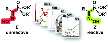 Graphical abstract: A multifaceted approach towards understanding the peculiar behavior of (α)-hydroxyiminophosphonates