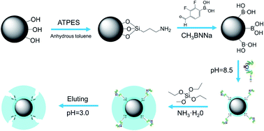 Graphical abstract: The molecular imprinting of magnetic nanoparticles with boric acid affinity for the selective recognition and isolation of glycoproteins