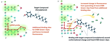 Graphical abstract: Single-stranded DNA probe paired aptasensor with extra dye binding sites to enhance its fluorescence response in the presence of a target compound