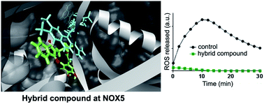 Graphical abstract: Development of a caffeic acid–phthalimide hybrid compound for NADPH oxidase inhibition