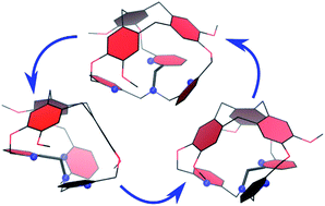 Graphical abstract: Rationalization of chirality transfer and fast conformational changes in a tris(2-pyridylmethyl)amine-based cage