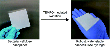 Graphical abstract: TEMPO-oxidised nanocellulose hydrogels and self-standing films derived from bacterial cellulose nanopaper