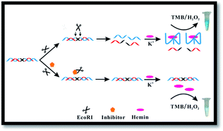Graphical abstract: A new G-triplex-based strategy for sensitivity enhancement of the detection of endonuclease activity and inhibition