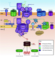 Graphical abstract: Protein import in mitochondria biogenesis: guided by targeting signals and sustained by dedicated chaperones