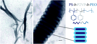 Graphical abstract: Self- and dis-assembly behavior of segmented wormlike nanostructures from an ABC triblock copolymer