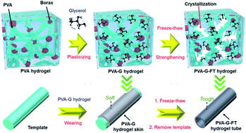 Graphical abstract: 3D hollow-structured hydrogels with editable macrostructure, function, and mechanical properties induced by segmented adjustments