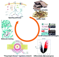 Graphical abstract: Exploring the potential therapeutic effect of Eucommia ulmoides–Dipsaci Radix herbal pair on osteoporosis based on network pharmacology and molecular docking technology