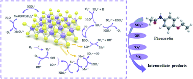 Graphical abstract: MoS2-assisted Fe2+/peroxymonosulfate oxidation for the abatement of phenacetin: efficiency, mechanisms and toxicity evaluation