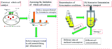 Graphical abstract: Improving the catalytic performance of Pichia pastoris whole-cell biocatalysts by fermentation process