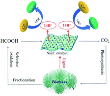 Graphical abstract: Nitrogen-doped lignin-derived carbon for catalytic reduction of hexavalent chromium via HCOOH-mediated hydrogenation