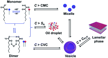Graphical abstract: An aqueous two-phase system formed in single-component solution of α-ketooctanoic acid