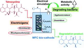 Graphical abstract: Profiling of co-metabolic degradation of tetracycline by the bio-cathode in microbial fuel cells