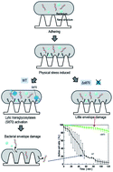 Graphical abstract: Bactericidal effect of nanostructures via lytic transglycosylases of Escherichia coli