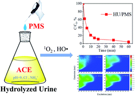 Graphical abstract: Selective degradation of acetaminophen from hydrolyzed urine by peroxymonosulfate alone: performances and mechanisms