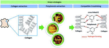 Graphical abstract: Extraction of insoluble fibrous collagen for characterization and crosslinking with phenolic compounds from pomegranate byproducts for leather tanning applications