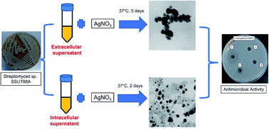 Graphical abstract: Streptomyces chiangmaiensis SSUT88A mediated green synthesis of silver nanoparticles: characterization and evaluation of antibacterial action against clinical drug-resistant strains