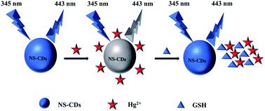 Graphical abstract: Integration detection of mercury(ii) and GSH with a fluorescent “on-off-on” switch sensor based on nitrogen, sulfur co-doped carbon dots