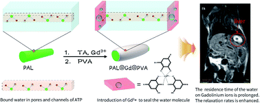 Graphical abstract: Preparation and MRI performance of a composite contrast agent based on palygorskite pores and channels binding effect to prolong the residence time of water molecules on gadolinium ions