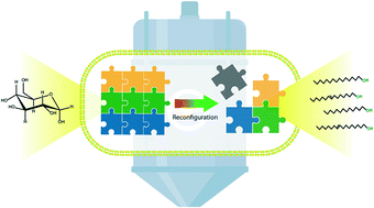 Graphical abstract: Reconfiguring workup steps in multi-cycle extractive bioconversion for sustainable fatty alcohol production: a process engineering approach