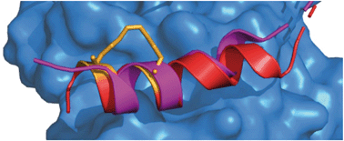 Graphical abstract: Peptide-based inhibitors of protein–protein interactions: biophysical, structural and cellular consequences of introducing a constraint