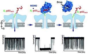 Graphical abstract: Single-molecule analysis of interaction between p53TAD and MDM2 using aerolysin nanopores