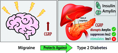 Graphical abstract: α-CGRP disrupts amylin fibrillization and regulates insulin secretion: implications on diabetes and migraine