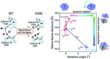 Graphical abstract: Effect of the abolition of intersubunit salt bridges on allosteric protein structural dynamics
