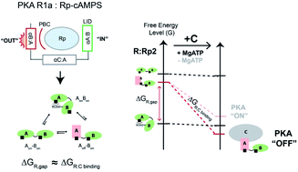 Graphical abstract: State-selective frustration as a key driver of allosteric pluripotency