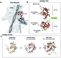 Graphical abstract: Anomalous structural dynamics of minimally frustrated residues in cardiac troponin C triggers hypertrophic cardiomyopathy