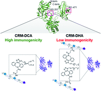 Graphical abstract: Retaining the structural integrity of disulfide bonds in diphtheria toxoid carrier protein is crucial for the effectiveness of glycoconjugate vaccine candidates