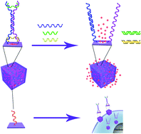 Graphical abstract: Multiple-mRNA-controlled and heat-driven drug release from gold nanocages in targeted chemo-photothermal therapy for tumors