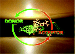 Graphical abstract: Polariton-assisted manipulation of energy relaxation pathways: donor–acceptor role reversal in a tuneable microcavity