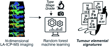 Graphical abstract: An integrated mass spectrometry imaging and digital pathology workflow for objective detection of colorectal tumours by unique atomic signatures