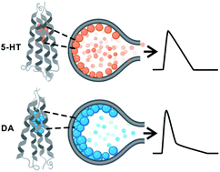 Graphical abstract: Vesicular release dynamics are altered by the interaction between the chemical cargo and vesicle membrane lipids