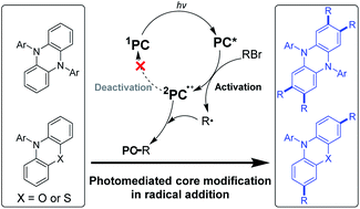 Graphical abstract: Photomediated core modification of organic photoredox catalysts in radical addition: mechanism and applications