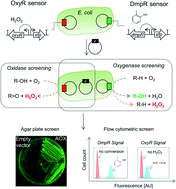 Graphical abstract: Whole-cell screening of oxidative enzymes using genetically encoded sensors