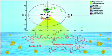 Graphical abstract: Discovery of benthol A and its challenging stereochemical assignment: opening up a new window for skeletal diversity of super-carbon-chain compounds