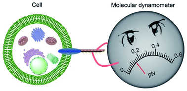 Graphical abstract: Tug-of-war: molecular dynamometers against living cells for analyzing sub-piconewton interaction of a specific protein with the cell membrane
