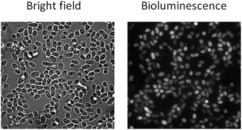 Graphical abstract: Imaging the oxygen wave with a single bioluminescent bacterium