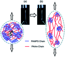 Graphical abstract: Mechanochemistry unveils stress transfer during sacrificial bond fracture of tough multiple network elastomers
