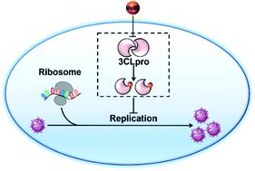 Graphical abstract: Allosteric inhibition of SARS-CoV-2 3CL protease by colloidal bismuth subcitrate