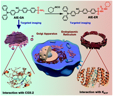 Graphical abstract: An aggregation-induced emission platform for efficient Golgi apparatus and endoplasmic reticulum specific imaging