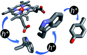 Graphical abstract: Functional and protective hole hopping in metalloenzymes