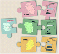 Graphical abstract: The effect of S427F mutation on RXRα activity depends on its dimeric partner