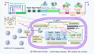 Graphical abstract: Orally administered bismuth drug together with N-acetyl cysteine as a broad-spectrum anti-coronavirus cocktail therapy
