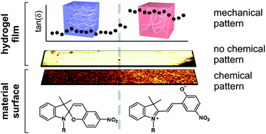 Graphical abstract: Surface-controlled spatially heterogeneous physical properties of a supramolecular gel with homogeneous chemical composition